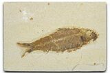 Detailed Fossil Fish (Knightia) - Wyoming #354032-1